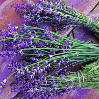 Foto lavanda 4