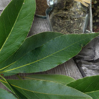 Larawan ng bay leaf 2