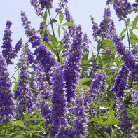 Φωτογραφία Vitex