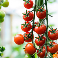 Foto de tomate cereja 3