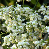 Foto de la sophora japonesa 2