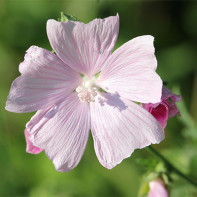 Photo de la forêt de mauve 4