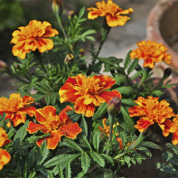 Fénykép Marigold 5