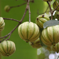 Foto buah Garcinia 4