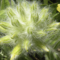 Fotoğraf astragalus 5