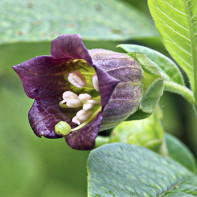 Photo of belladonna grass