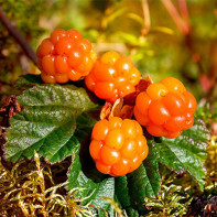 Cloudberry photo 3