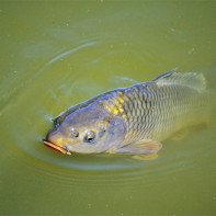 Carp Foto