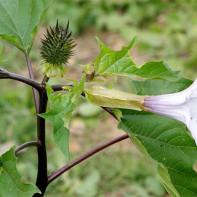 Fotografia Datura 4