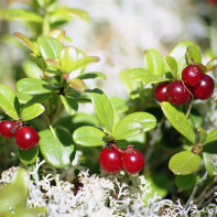 Foto daun cowberry 3