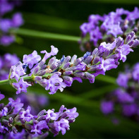 Photo lavender 3