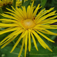 الصورة elecampane 2