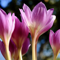 Colchicum fotka 5