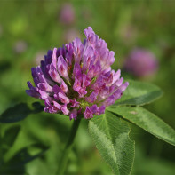 Photo of clover meadow 4