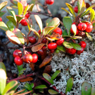 Photo bearberry 4