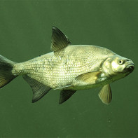 Bream gambar