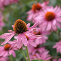 Echinacea-fotos