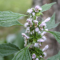 Photo motherwort 2