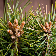 Photo de bourgeons de pin