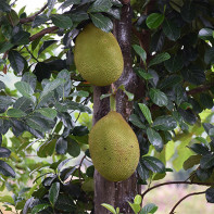 Foto di Jackfruit 5