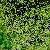 Foto rumput duckweed 4