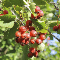 Photo of hawthorn