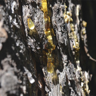 Photo of pine resin 2