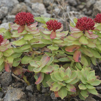 Rhodiola fotó 3