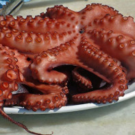 Foto de un pulpo 2