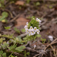 Eyebright foto 5