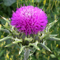 Fotografia 3 a Thistle