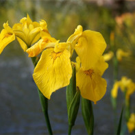 Iris photo