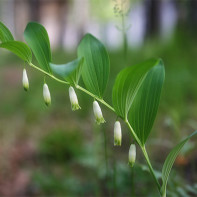 Valokuvia ostettu 5