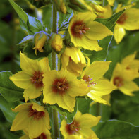 Photo of a loosestrife 3