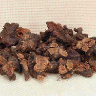 Kalgan root foto 5