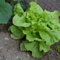 Larawan ng lettuce