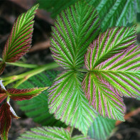 Daun raspberry foto 3