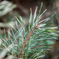 Photo pine needles 4