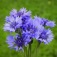 Foto cornflower 5