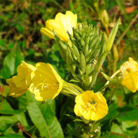 Photo evening primrose 4