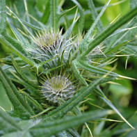 Photo de tatarnik barbelé 5