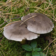 Fotopaddestoelen rij 3