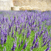 Photo lavender 2