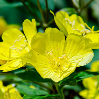 Photo evening primrose 2