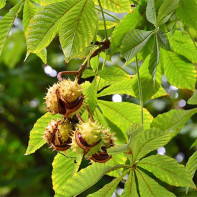 Foto de castanha da Índia