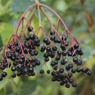 Foto av elderberry 3