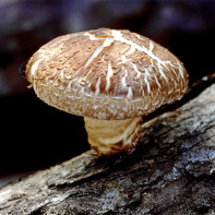 Fotografie Huby Shiitake 4