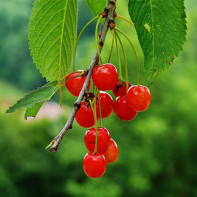 Cherry 3 foto