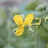 Nuotrauka celandine 3