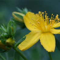 Hypericum Foto